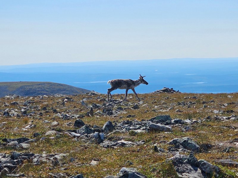 Hiking in Levi and Lapland
